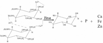 Phytase