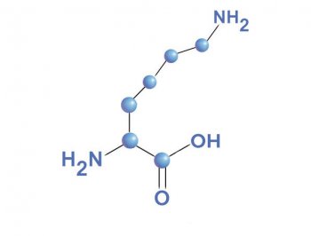 Lizin (Lysine)