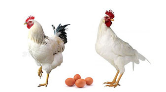 poultry